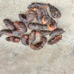 新鲜草河车深山野生药材拳参紫参草血竭虾参红蚤休化骨莲500g整个