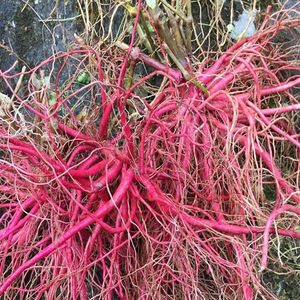 贵州野生红牛膝生货新鲜怀牛膝 牛髁膝 山苋菜 对节草杜牛膝包邮