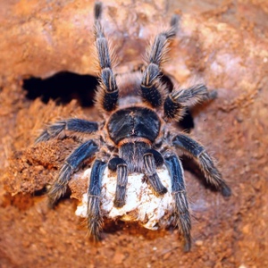 尼泊尔蓝蜘蛛特种部队图片