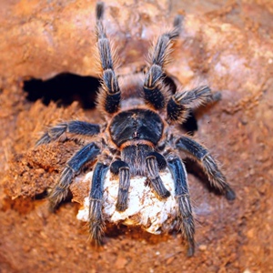 秘鲁金属红尾thrixopelma cyaneolum少见蓝色蜘蛛捕鸟蛛