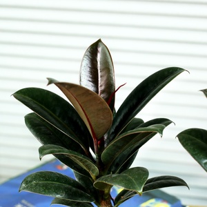 网红金刚橡皮f树盆栽大型绿植客厅室内阳台植物盆景大叶四季常青