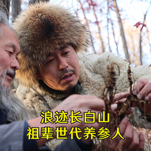 关东大海哥长白山林下干参整枝炖汤