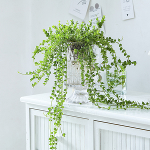 百万心垂吊吊兰盆栽水养多肉室内长藤好养水培植物常春藤桌面绿植