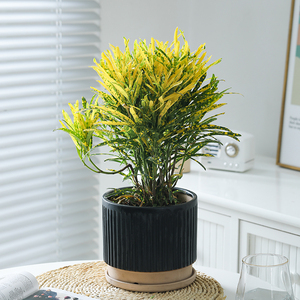 酒金变叶木盆栽七彩四季变色客厅观叶植物阳台庭院好养观叶植物