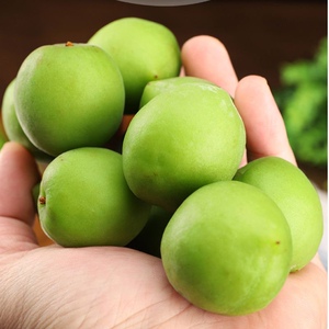 云南大理高山新p鲜青梅鲜果现摘野生水果清脆腌制泡酒梅子5斤包邮