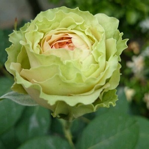 静怡园林绿星灌木绿色月季玫瑰绿云月季花苗四季盆栽花卉