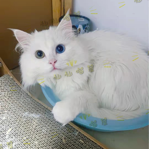 纯种山东临清狮子猫纯白异瞳鸳鸯眼长毛猫纯种活体宠物猫纯白高地