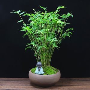 米竹凤尾竹盆栽观音竹室内绿植迷你植物小竹子桌上茶几盆栽盆景