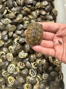 小青皖南龟黄喉拟水乌龟活物南石金钱龟苗观赏纯种活体缘三黄活体