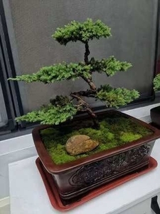 迎客松盆景真树盆栽小客厅办公桌摆件易活好养适合室内的植物松树
