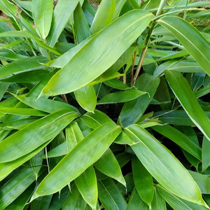 贵州粽子叶100张现采野生粽粑叶新鲜箬叶初荷农庄端午粑粑叶子