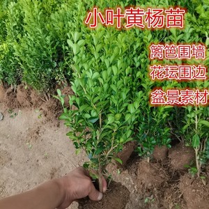 黄杨树苗小叶瓜子黄杨苗冬青北海道绿篱植物四季常青庭院绿化小苗