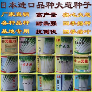 日本铁杆大葱种子 晚抽一本 蔬菜种子 铁杆葱种子 钢葱葱子