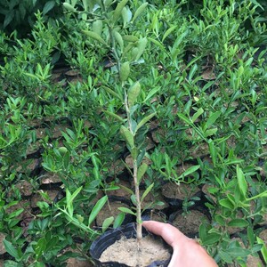 日本金豆小苗金豆苗金豆盆苗品种苗金豆小品盆景景苗常青桌面观果