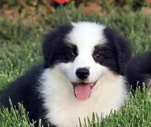 边境牧羊犬幼犬纯种边牧活体家养七白三通到位棕色陨石金边宠物狗