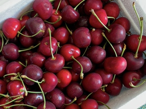 大连产海林牌露天大樱桃宾库冰库超精品大果5斤顺丰包邮