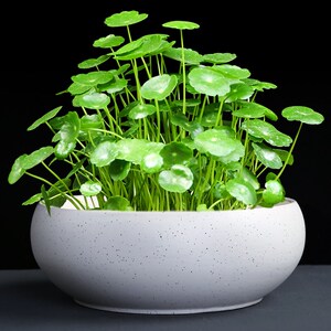 筒钱草盆种铜钱草水培专用盆玻璃特大号高花盆莲荷花缸金钱草多肉