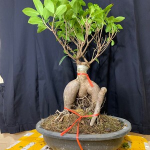 榕树吸水石上水石植物四季常绿室内好养植物办公室盆栽