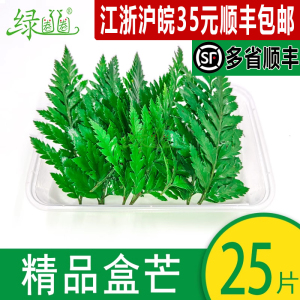 新鲜杨子叶 高山羊齿叶 芒叶花草酒店西餐烘焙摆盘装饰点缀25小片