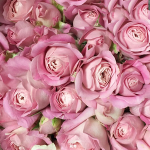 灌木月季花吻四季开花浓香欧月大花月季花苗庭院阳台盆栽植物花卉