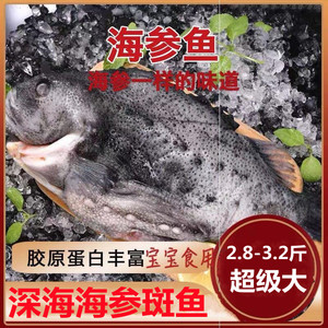 2.8—3.3斤重超大海参斑鱼海鲜海参鱼生深海鱼无污染肉质像海参一