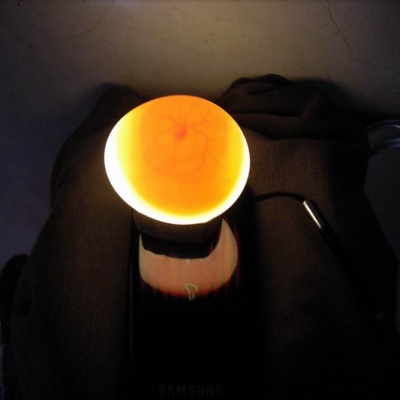 种蛋强光器】是否蛋鸡蛋坏蛋检查照检测受精蛋充电led手电筒.