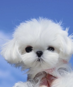 马尔济斯小型犬宠物狗狗活体袖珍迷你长不大白色小狗可爱孩子