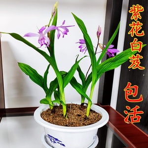 两棵包成活白芨苗种盆景白及种苗紫花三叉大白及苗盆栽白芨种苗.