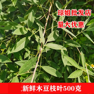 广西新鲜现采木豆叶出水豆皮肤洗澡树黄豆中草药三叶豆500克