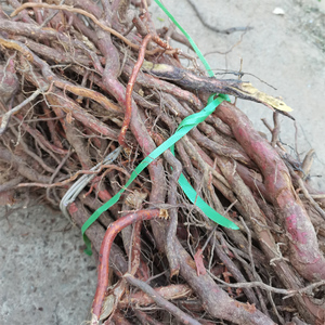 广西现挖新鲜金樱子根现挖草药金英根500克鲜品纯根包邮