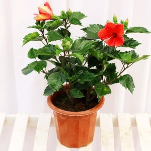 扶桑花盆栽四季