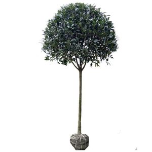 新疆西藏专链桂花树苗大树【4-8公分】金桂丹桂四季桂血桂桂花浓