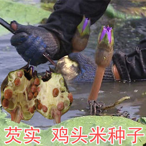 【鸡头苞】鸡头苞品牌,价格 阿里巴巴