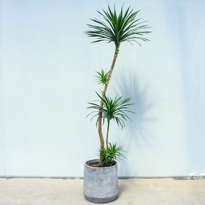 龙血树盆栽龙须树植物室内好养客厅办公室大型落地绿植造型千年木