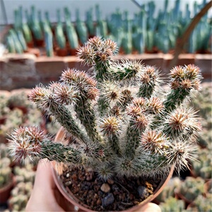 多肉植物冰心玉骨 银纽仙人球仙人掌鹿p角柱办公室内开花美观绿植