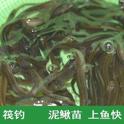 鳅钓苗斤鲜垂泥鱼泥钓饵钓活鳅活苗泥鳅泥用小鳅活泥鱼鳅钓一筏料