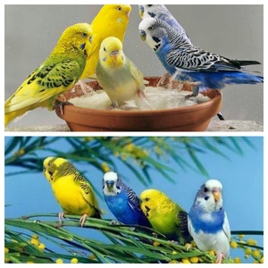 真鸟宠物观赏鸟漂亮的小鸟绿蓝黄白小型活体鹦鹉幼鸟青年虎皮玄风