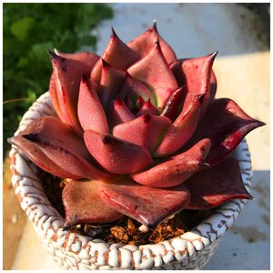 多肉血色罗密欧