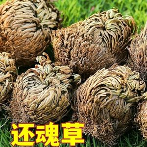 卷柏包邮 不死草 九死还魂草 还阳草岩柏草 可药用中药材