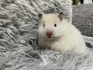 直播间专拍长毛金丝熊波利肉桂蜜色眼线虎纹白熊仓鼠一鼠一拍