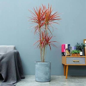 大苗花草高端红竹马尾铁红边老桩七彩铁千年木植物喜阳龙血树