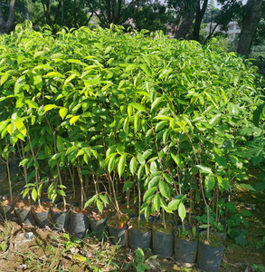 正宗沉香树苗名贵树沉香苗珍贵药材海南沉香木苗珍稀植物带土带叶