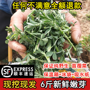 采源鸣纯野生苜蓿菜新鲜食用苜蓿芽秦岭现摘新鲜苜蓿野生蔬菜顺丰