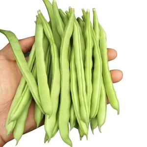 无架四季豆种籽子种孑地豆角菜豆高产矮生不搭架的无藤春秋四季