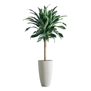 高档青叶单杆也门铁客厅走廊净化空气大型绿植巴西铁室内耐荫好养