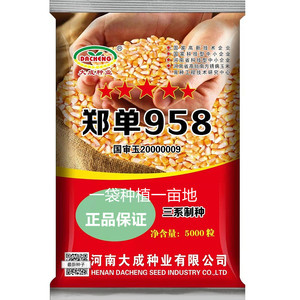 郑单958玉米种三系列玉米种子高产杂交产量高矮杆大棒南北方适应