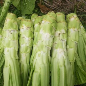 四川蔬菜新鲜青菜芥菜宜宾青菜杆麻辣儿菜娃娃菜抱儿菜牛皮菜5斤