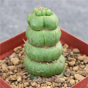 绿竹仙人物c自根创特多肉植球小盆栽螺旋仙人柱室内绿植花卉意价