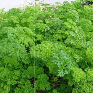 欧芹盆栽 卷叶皱叶摩西小香芹西餐料理食材新鲜四季种植香草苗