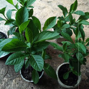 南非叶正宗树苗木苗将军叶苦叶茶阳台庭院可盆栽地栽四季绿植包邮